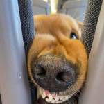 Animal Health profile picture